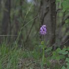 ALF5576Orchis Italica