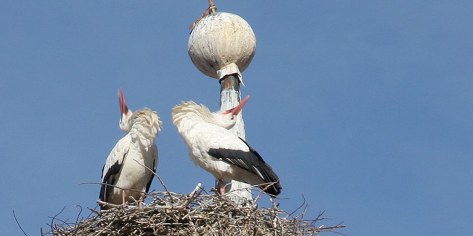 Alfaro, pareja de cigüeñas