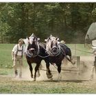 alfdorf, power horses in enderbach 2009