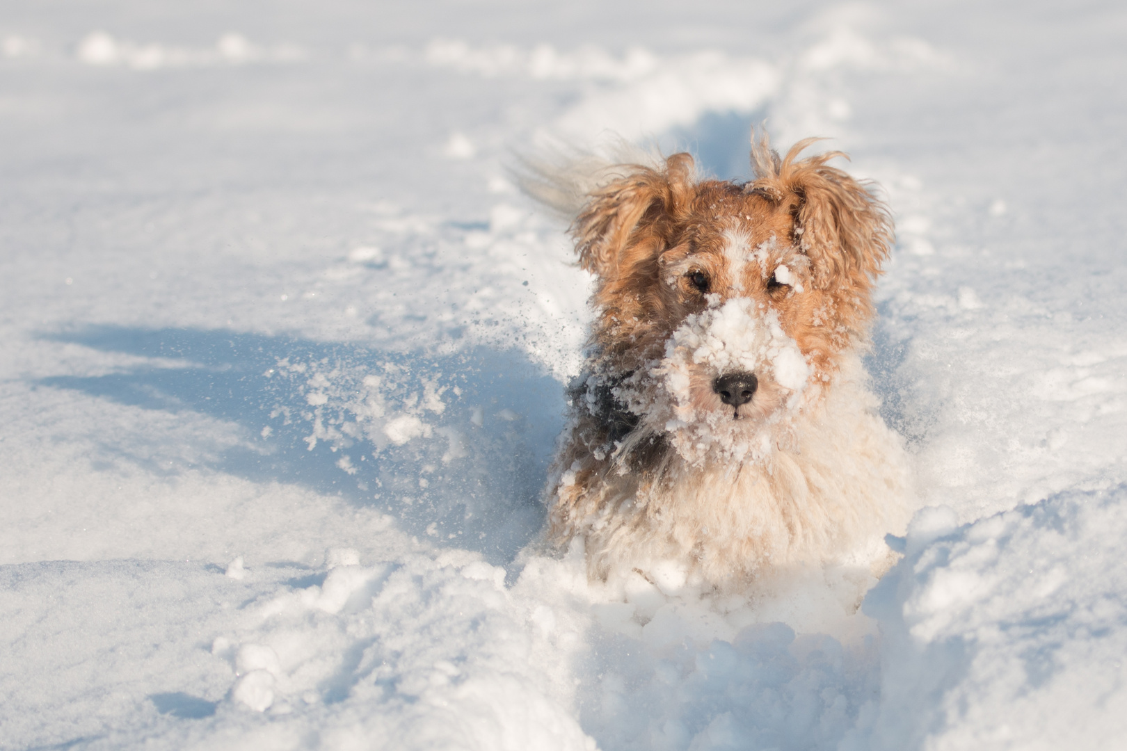 Alfi-Schnee-Hund