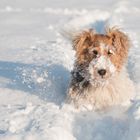 Alfi-Schnee-Hund