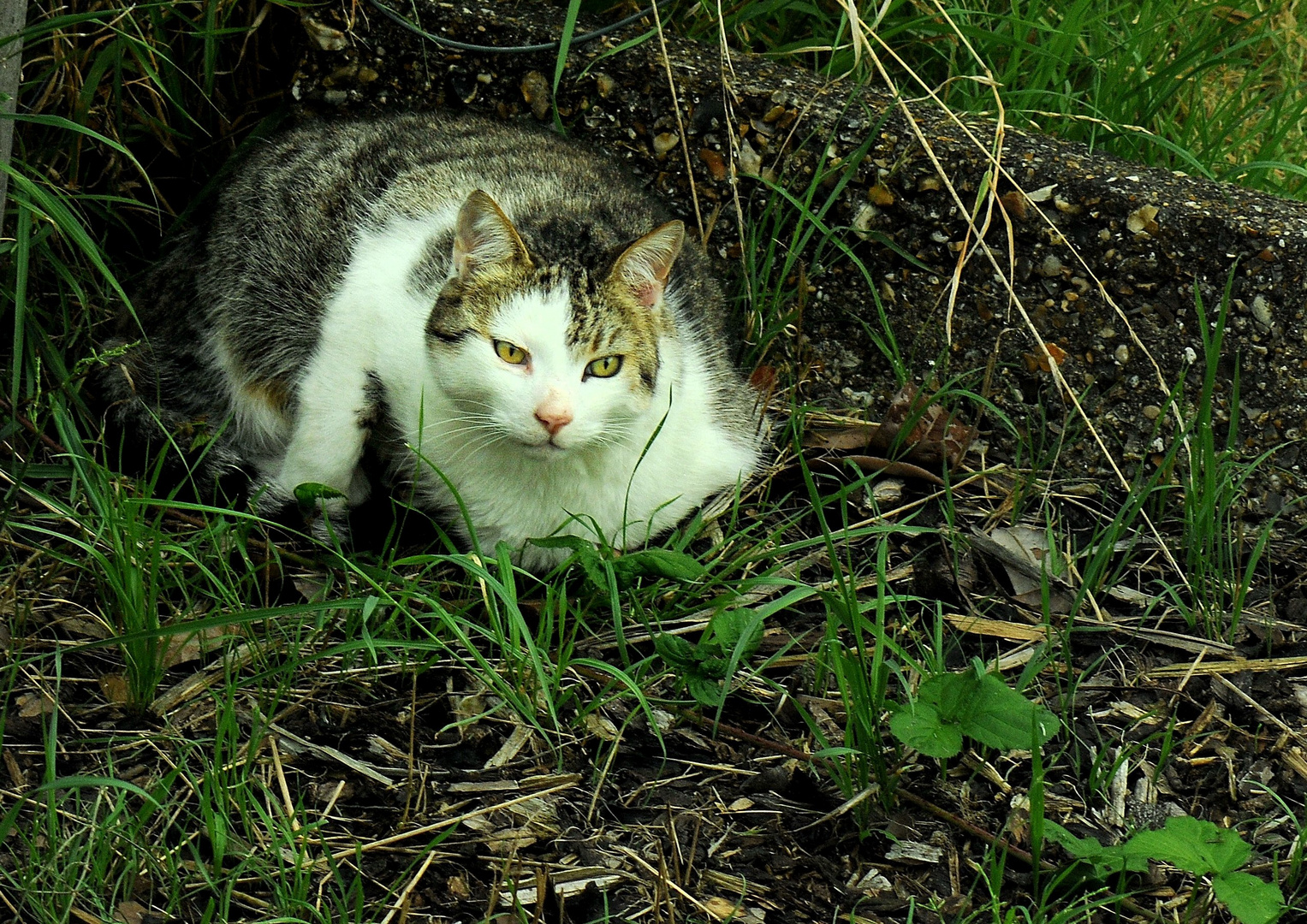 Alfie at rest in the Garden