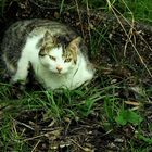 Alfie at rest in the Garden