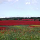 Alfombra de amapolas