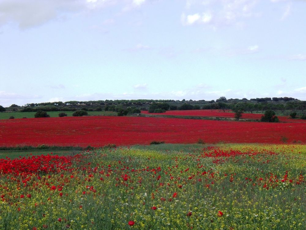 Alfombra de amapolas de Monica Llobera 