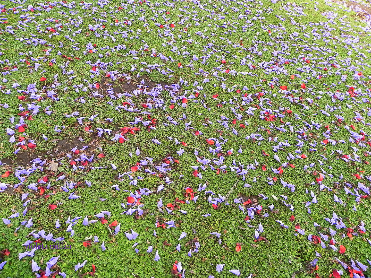 ALFOMBRA DE FLORES