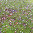 ALFOMBRA DE FLORES