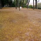 Alfombra de Otoño