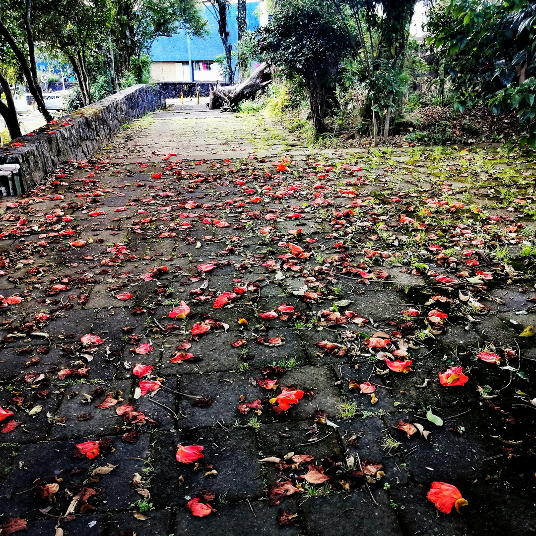 Alfombra otoñal 