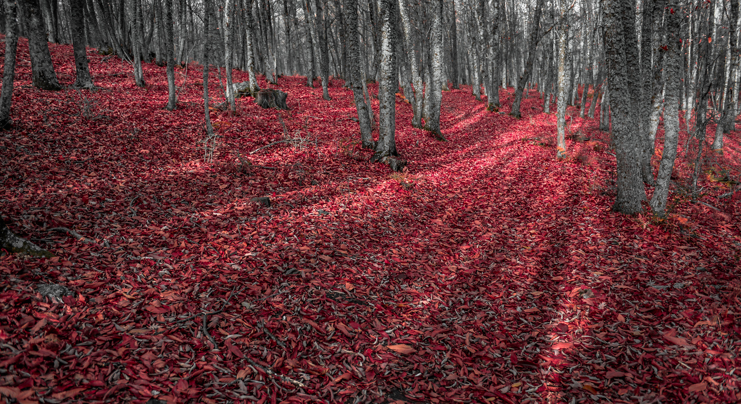 Alfombra roja.