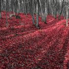 Alfombra roja.