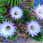 Alforja - (flor del cactus) - Baix Camp