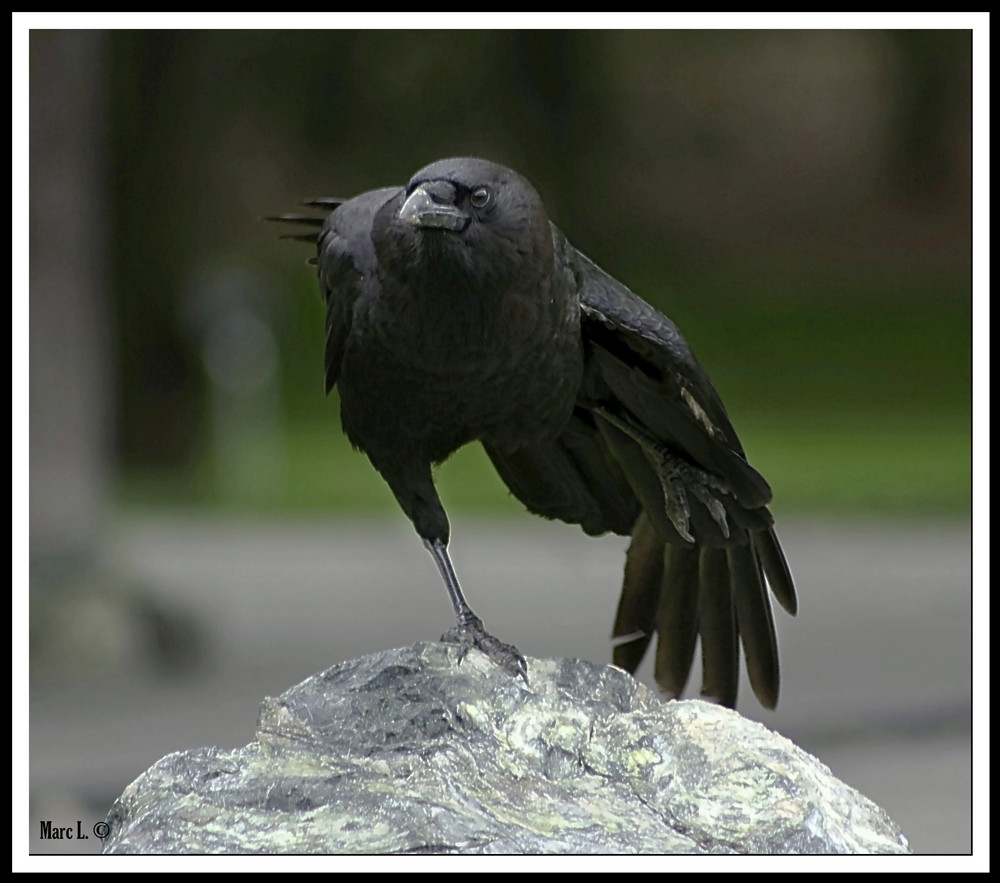 Alfred Hitchcock's "The Birds"