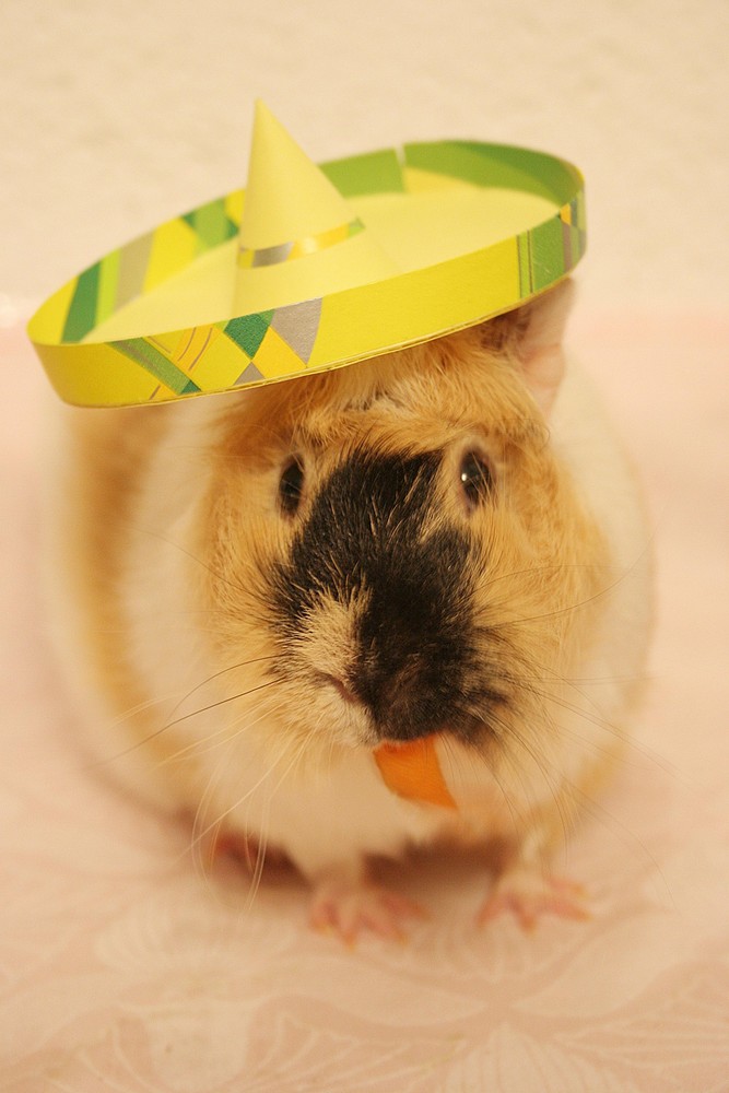 Alfred mit Sombrero