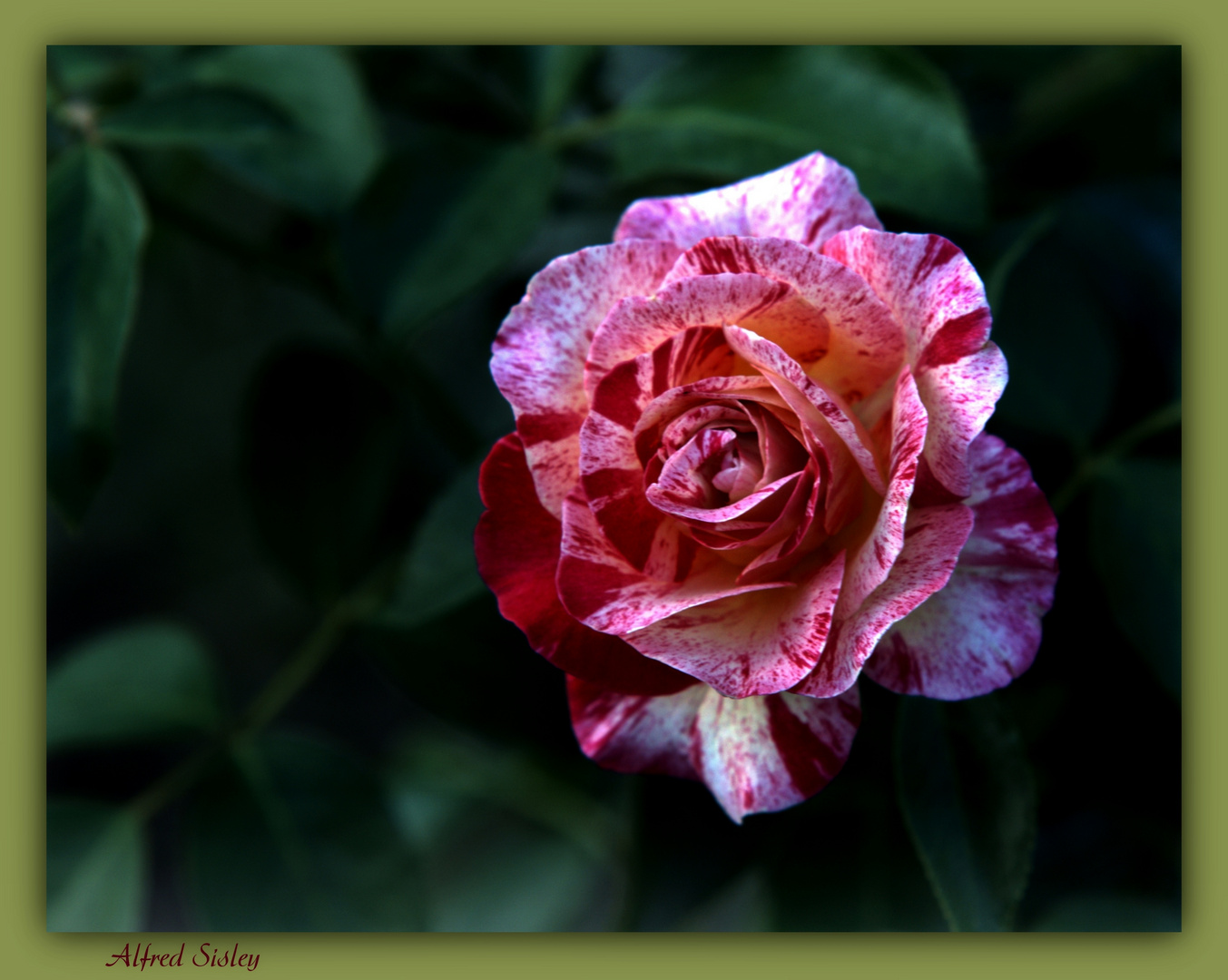 Alfred Sisley-Rose