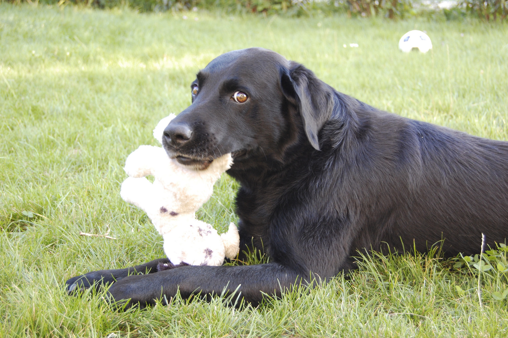 Alfred und sein Hund