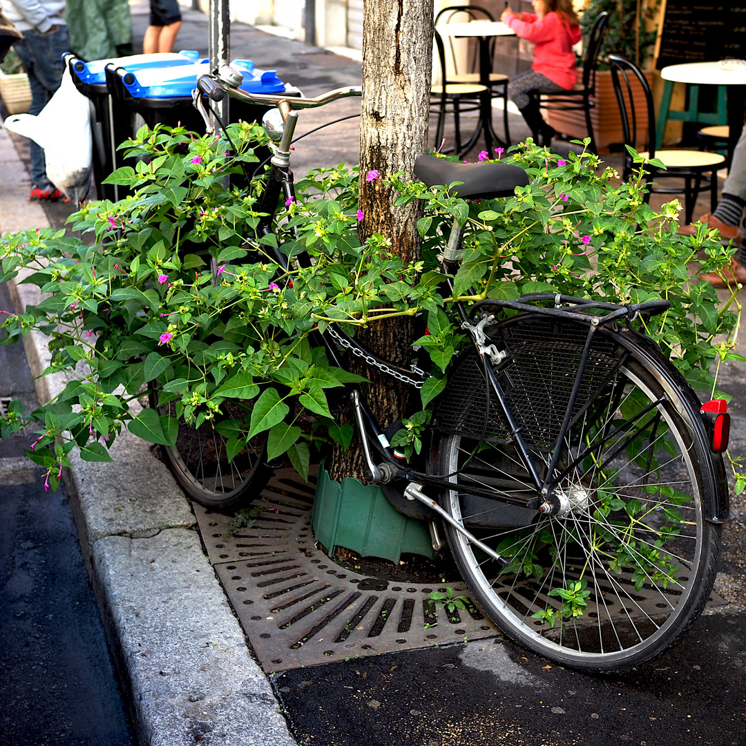 Alfredos Fahrrad blüht