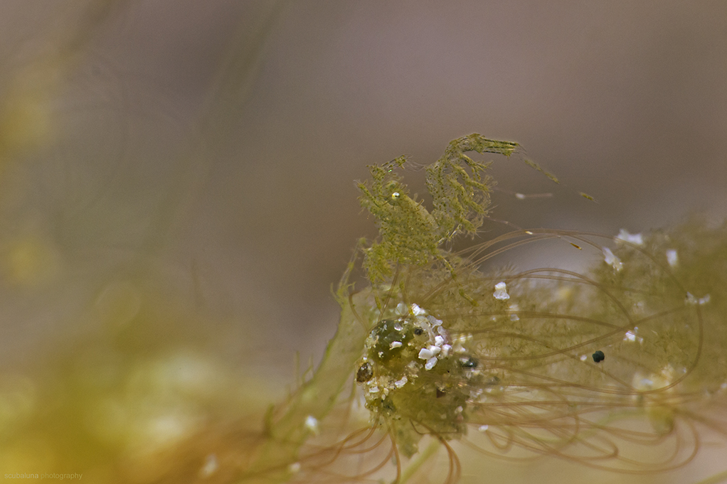 Algae Shrimp