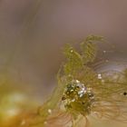 Algae Shrimp