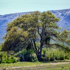 Algarrobo blanco (Prosopis alba)