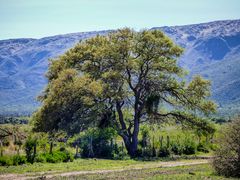 Algarrobo blanco (Prosopis alba)