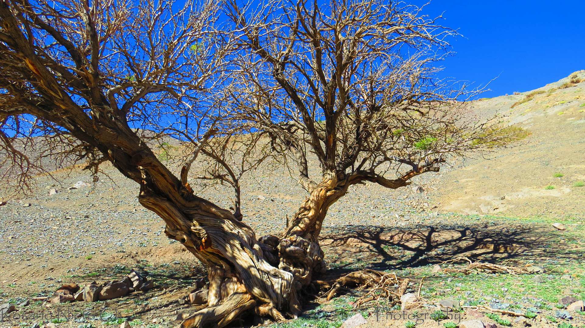 Algarrobo Solitario