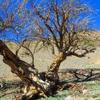 Algarrobo Solitario