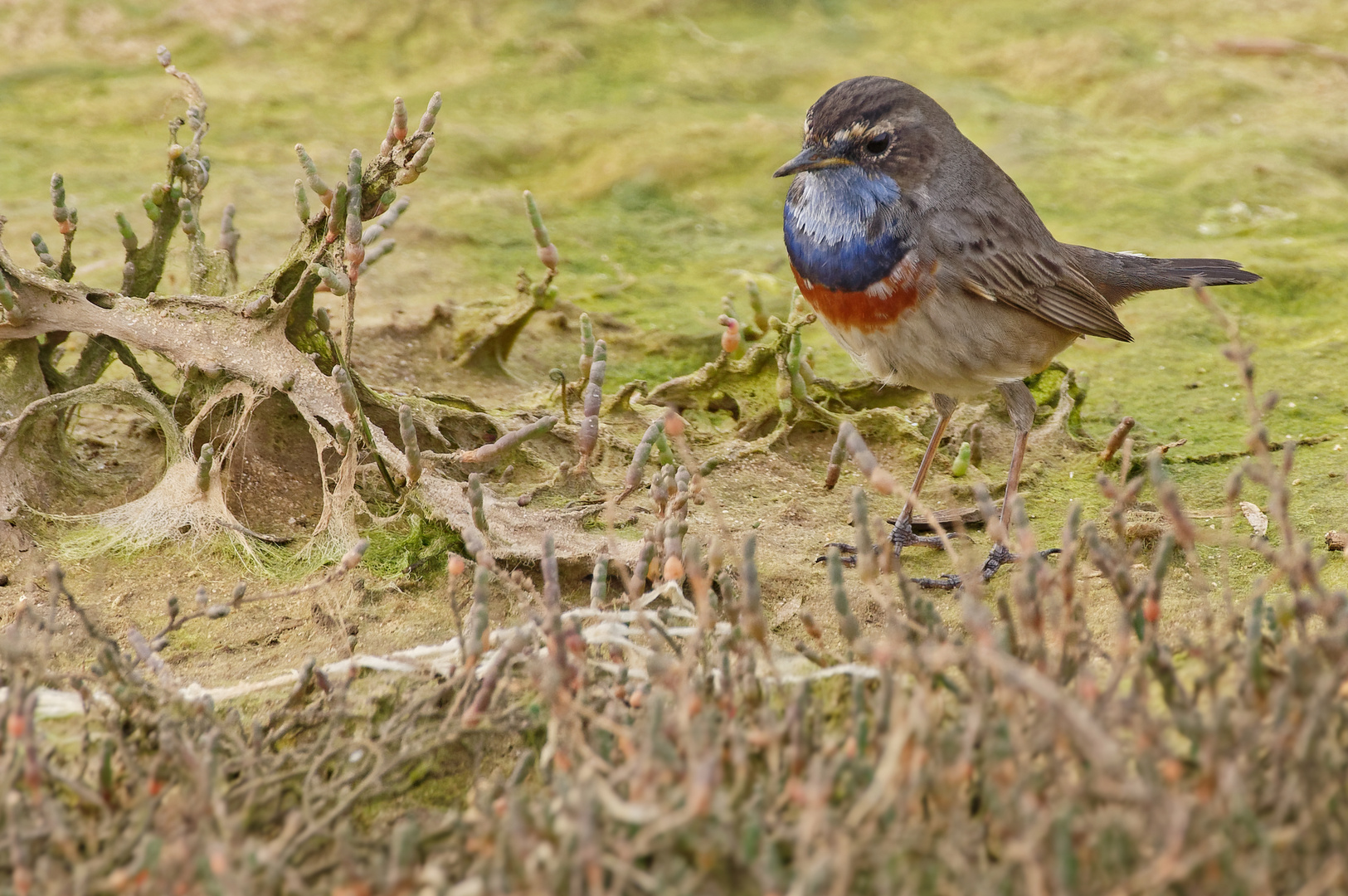 Algarve: Ein Blaukehlchen