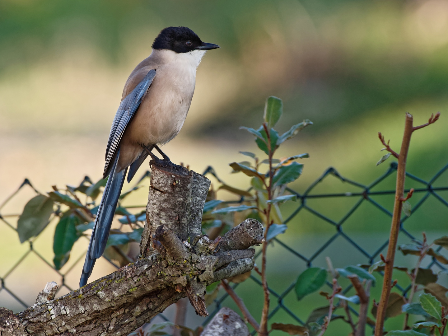 Algarve: eine Blauelster