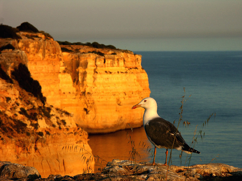 Algarve Möwe