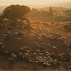 Algarve turismo rural...