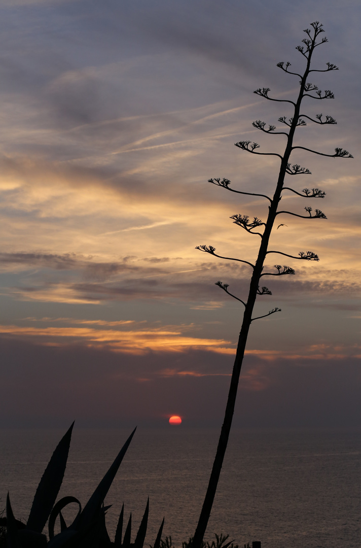 ALGARVEAGAVE