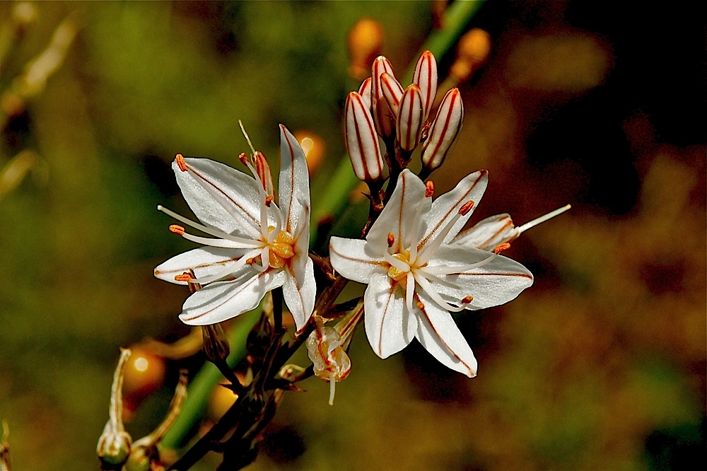 Algarven Schönheit