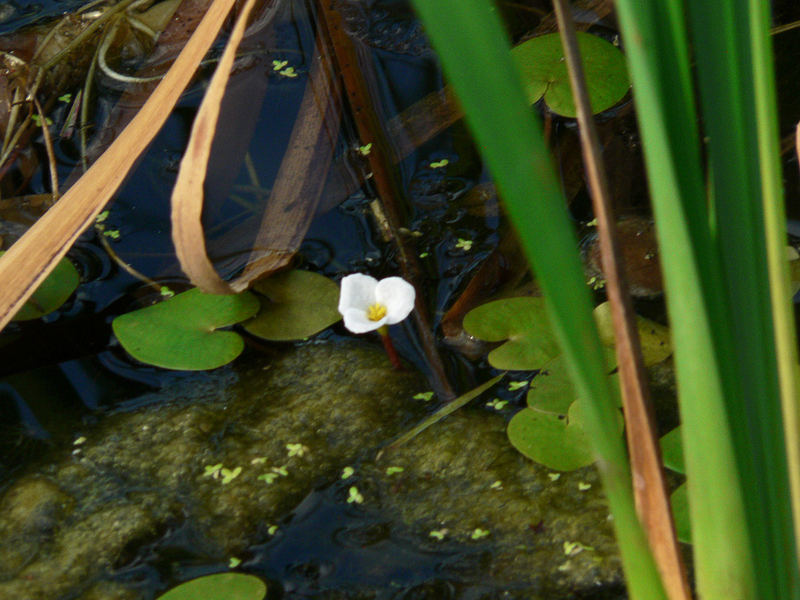 algemeiner Froschbiss?