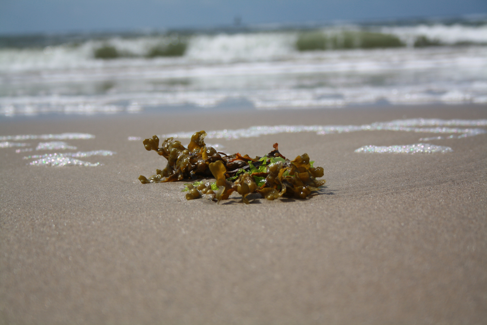 Algen am Strand