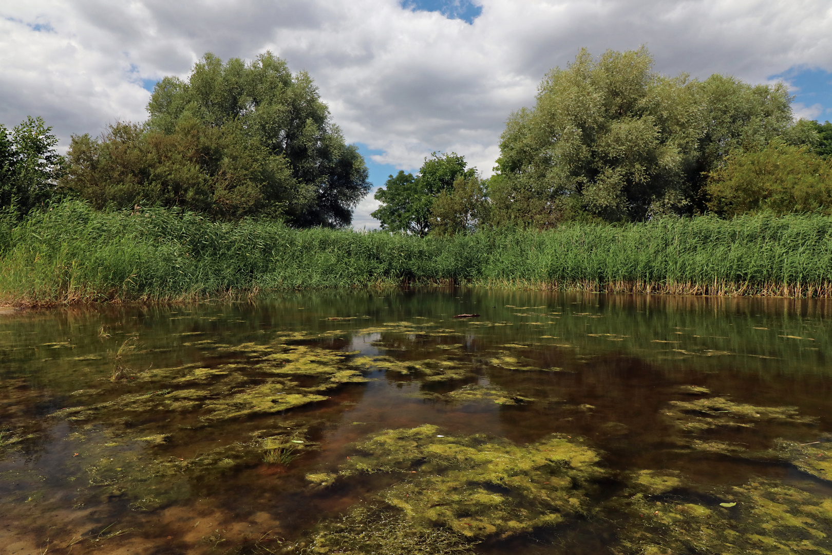 Algen auf dem Teich