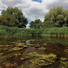 Algen auf dem Teich