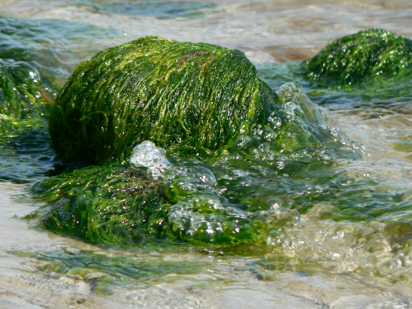 Algen auf Stein