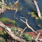 Algen im Limpopo