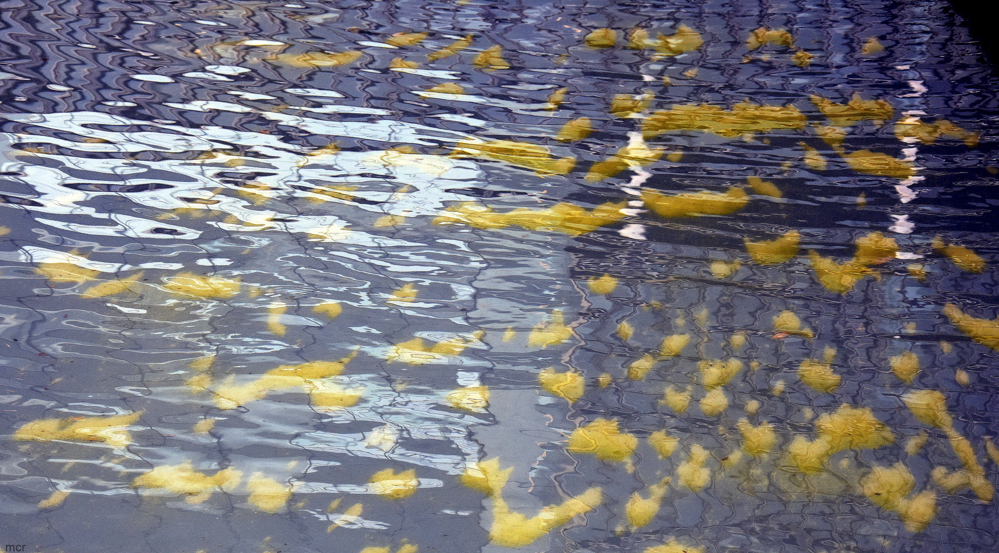  Algen im Wasserbassin vor dem Thyssen-Hauptquartier in ESSEN