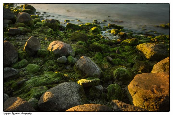 Algen-Landschaft - Rügen 2013