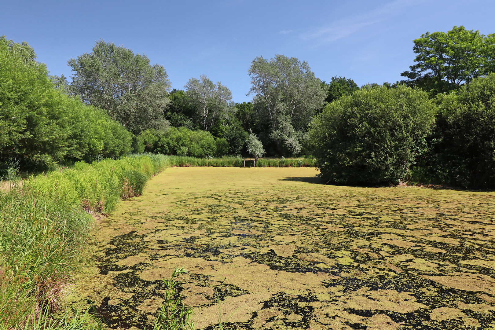 Algenblüte auf dem Teich