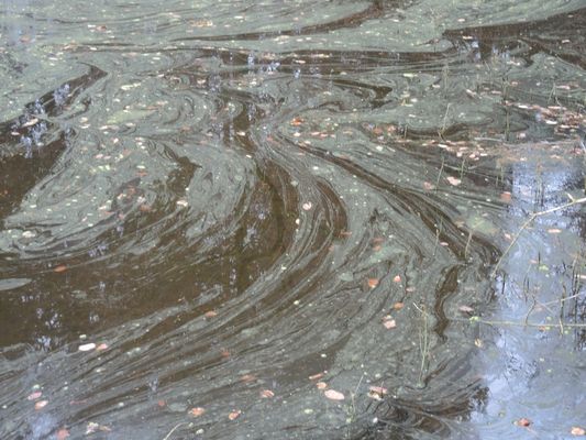 Algenblüte bei Haag i. Obb