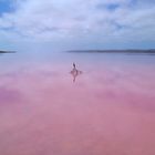 Algenblüte im Pink Lake