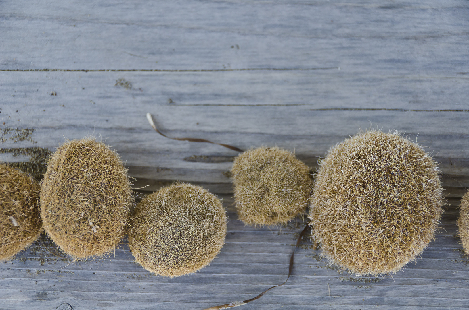 Algenknödel