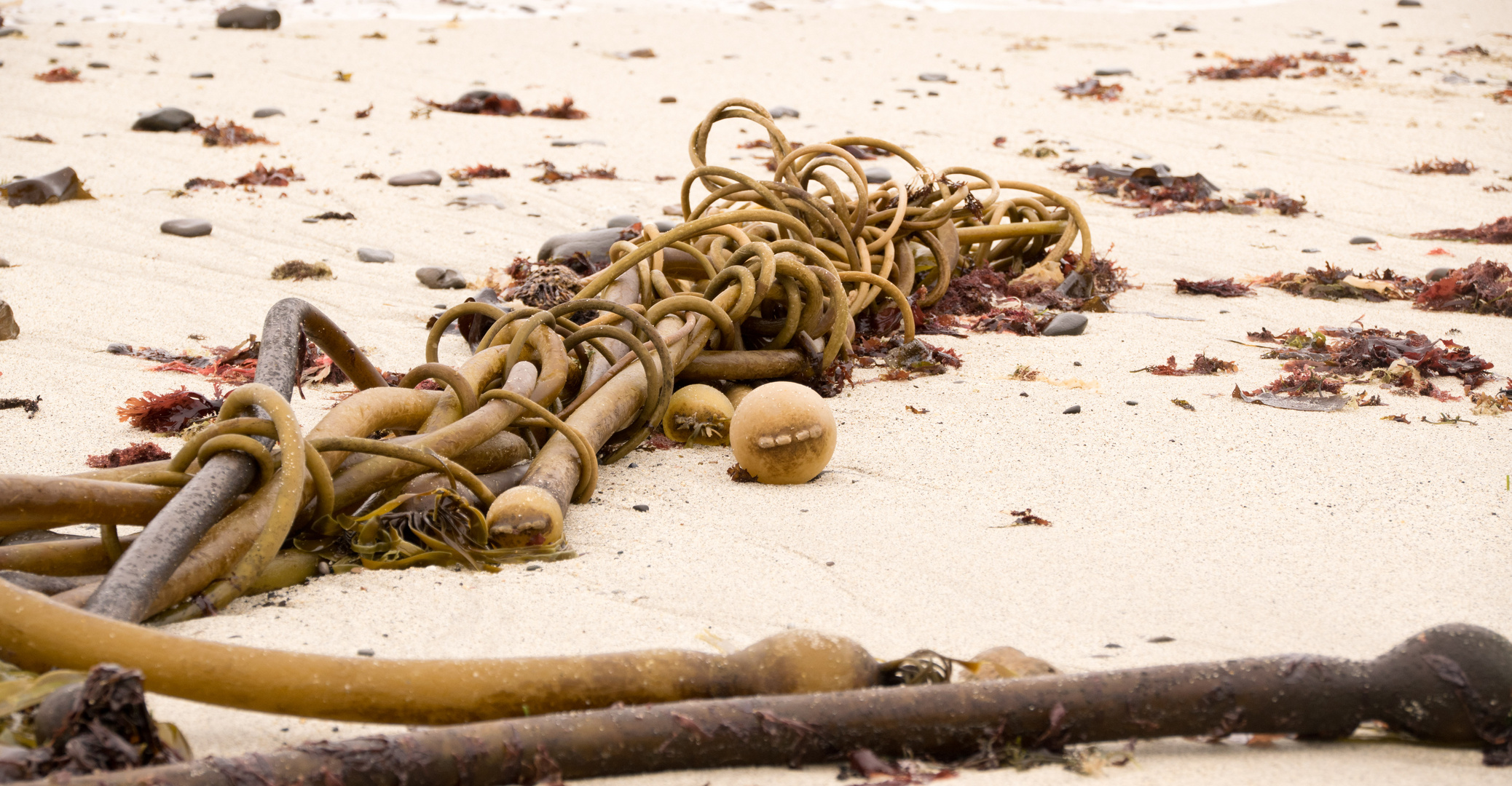 Algensalat am Strand