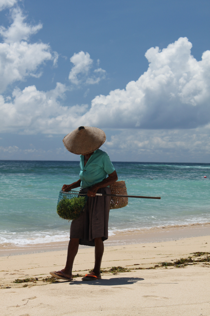 Algensammlerin auf Bali