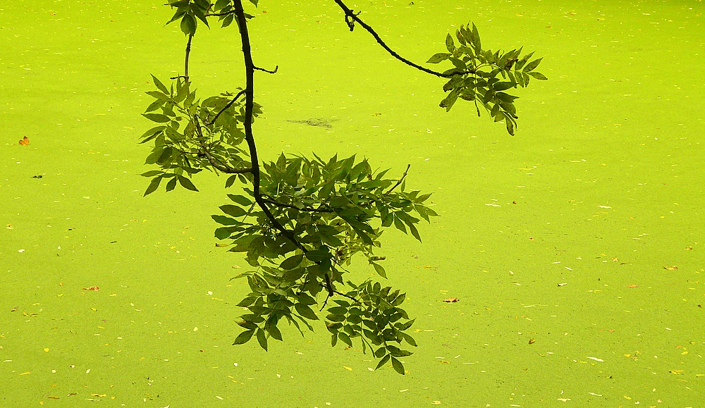 Algenteppich“. . Foto & Bild landschaft, bach, fluss & see, see
