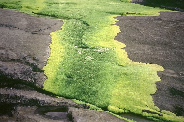 Algenteppich auf Burren_Kalk