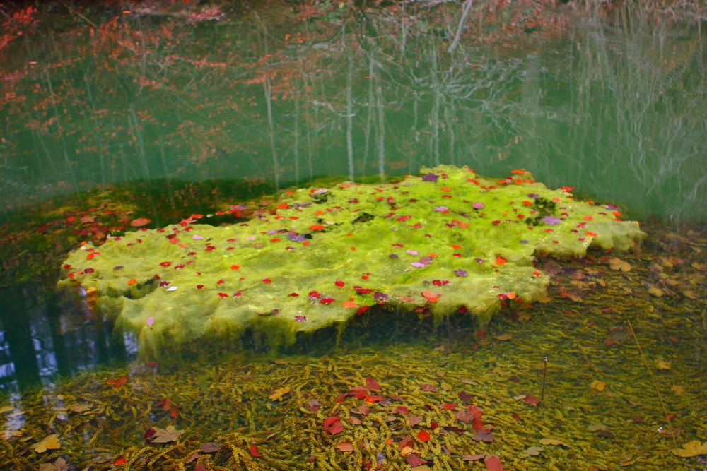 Algenteppich im Herbstkleid Foto & Bild landschaft, bach, fluss & see
